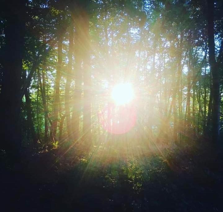 La Canopee Des Arbres, Anna Ellezelles Bagian luar foto