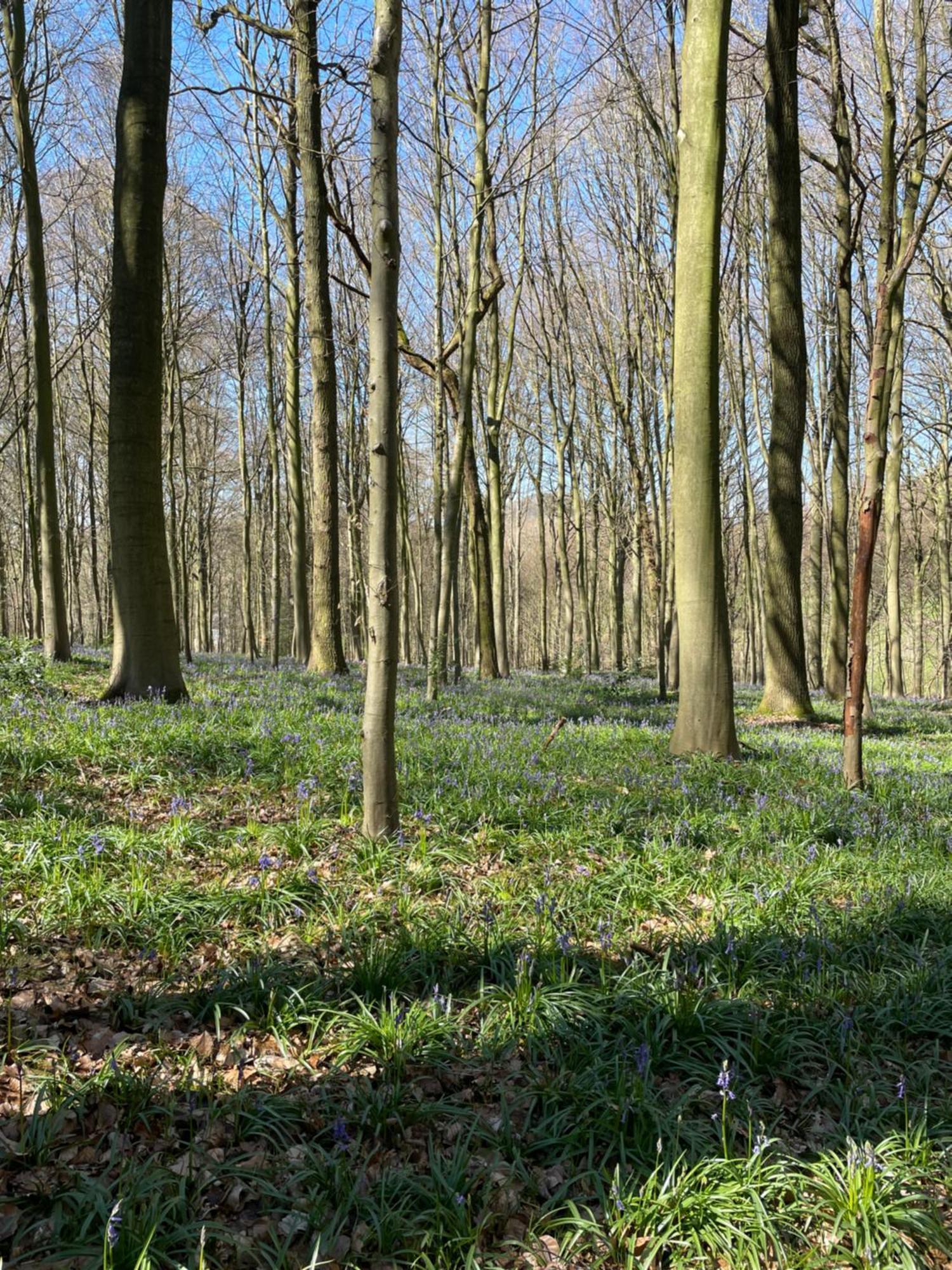 La Canopee Des Arbres, Anna Ellezelles Bagian luar foto