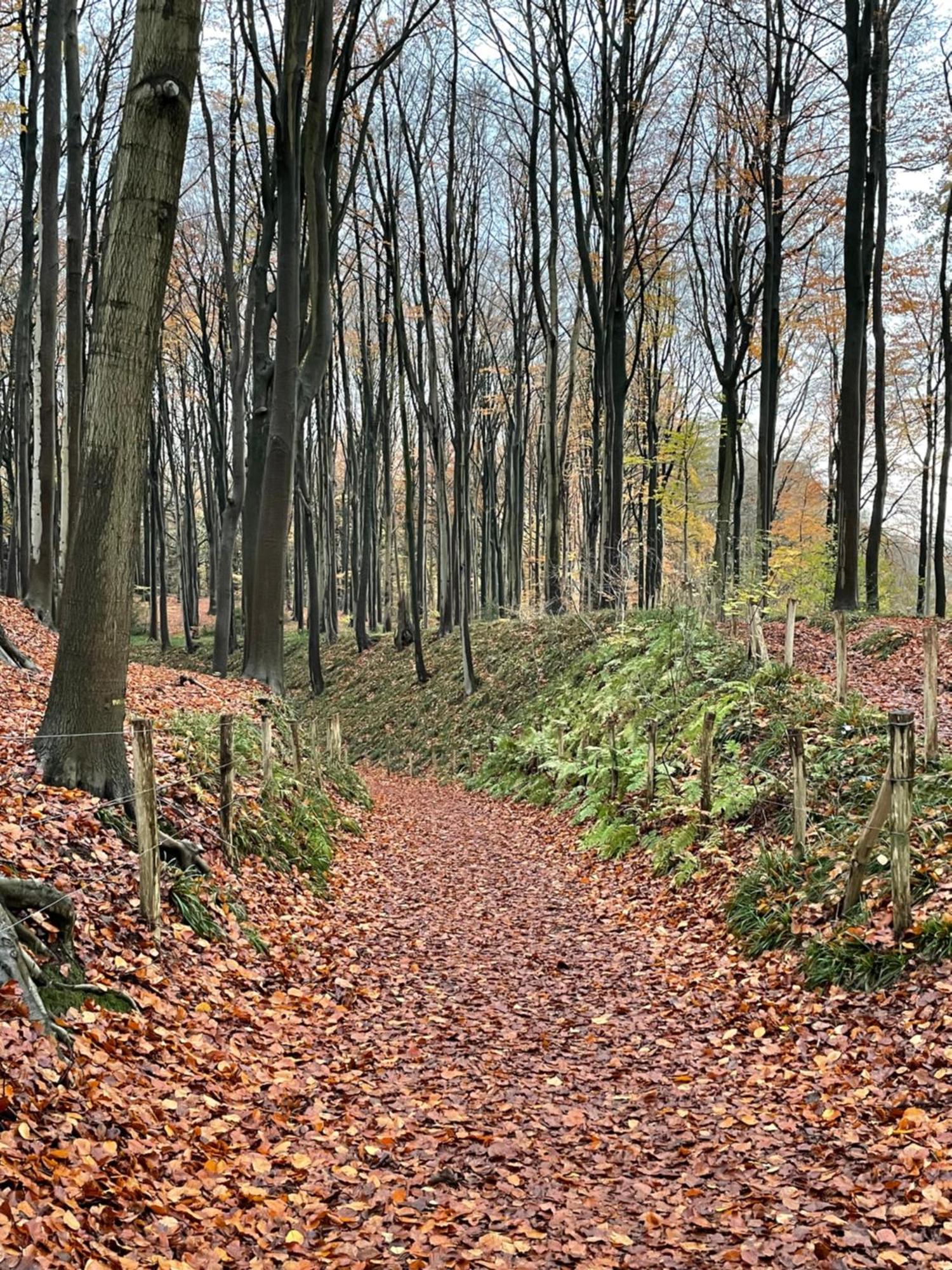 La Canopee Des Arbres, Anna Ellezelles Bagian luar foto